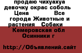 продаю чихуахуа девочку,окрас соболь › Цена ­ 25 000 - Все города Животные и растения » Собаки   . Кемеровская обл.,Осинники г.